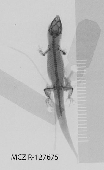 Media type: image;   Herpetology R-127675